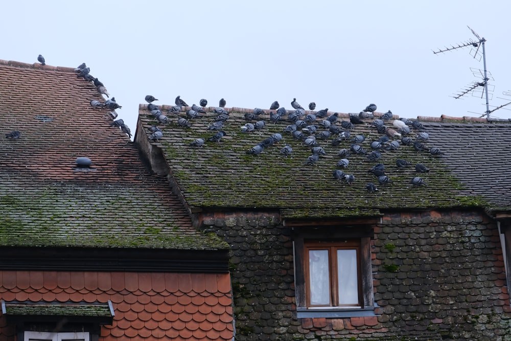 a flock of birds sitting on the roof of a building