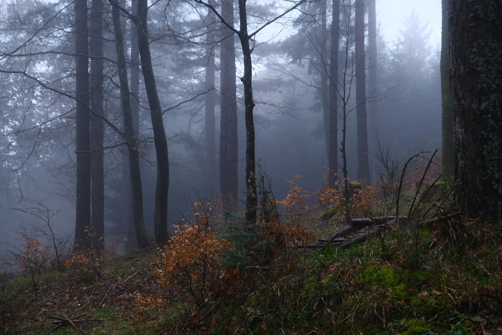 una foresta nebbiosa piena di alberi