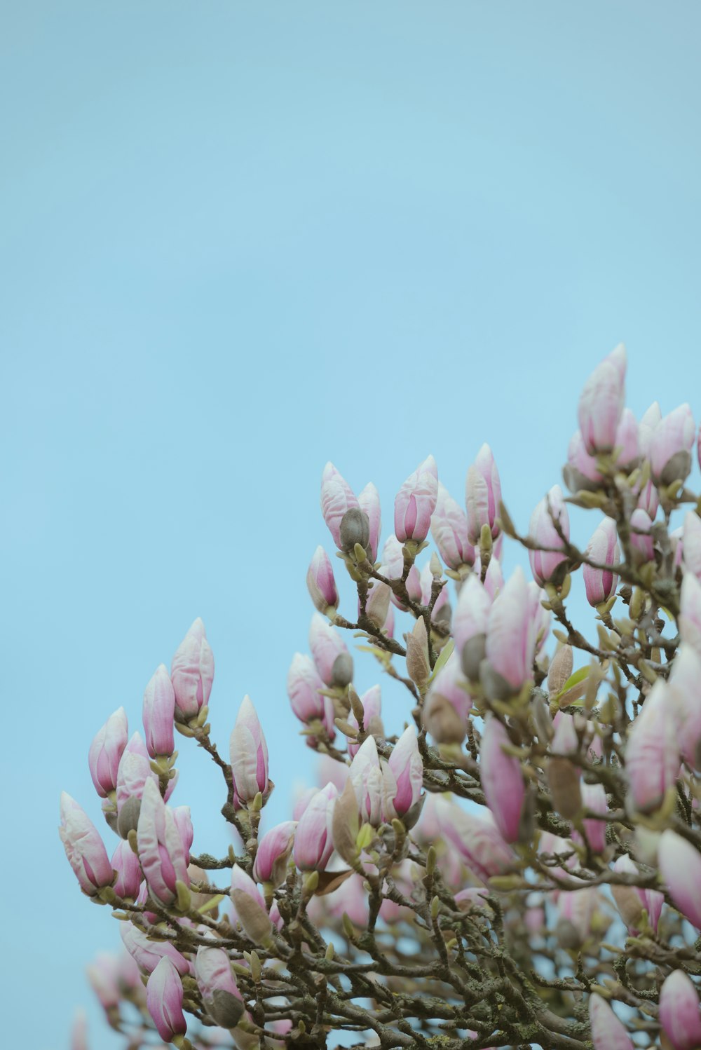 a close up of a tree with pink flowers