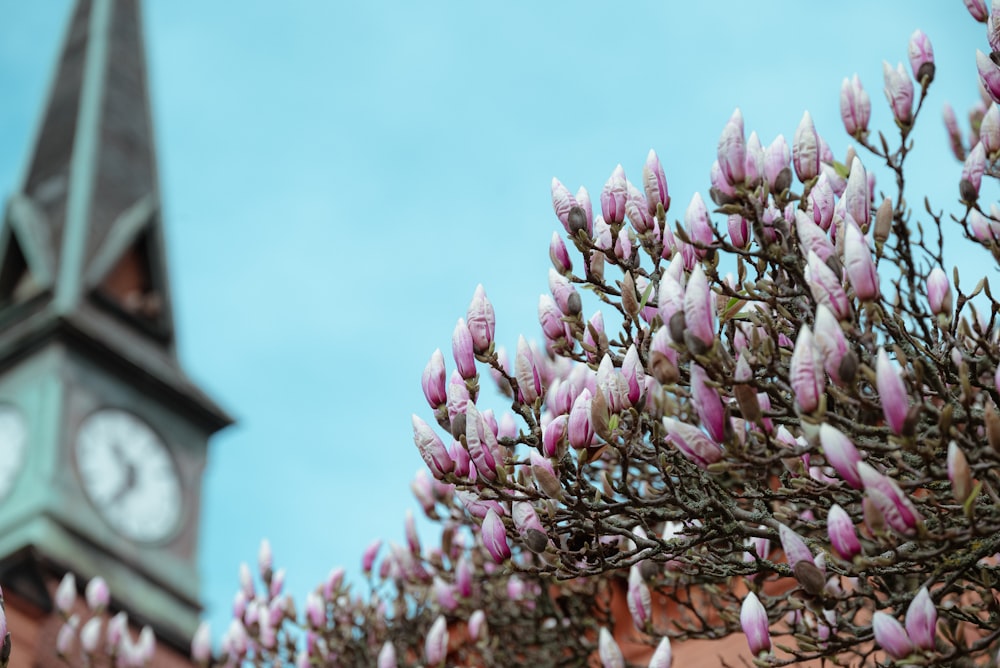 a clock tower is in the background behind a flowering tree