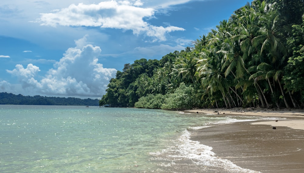 a sandy beach with palm trees and clear water