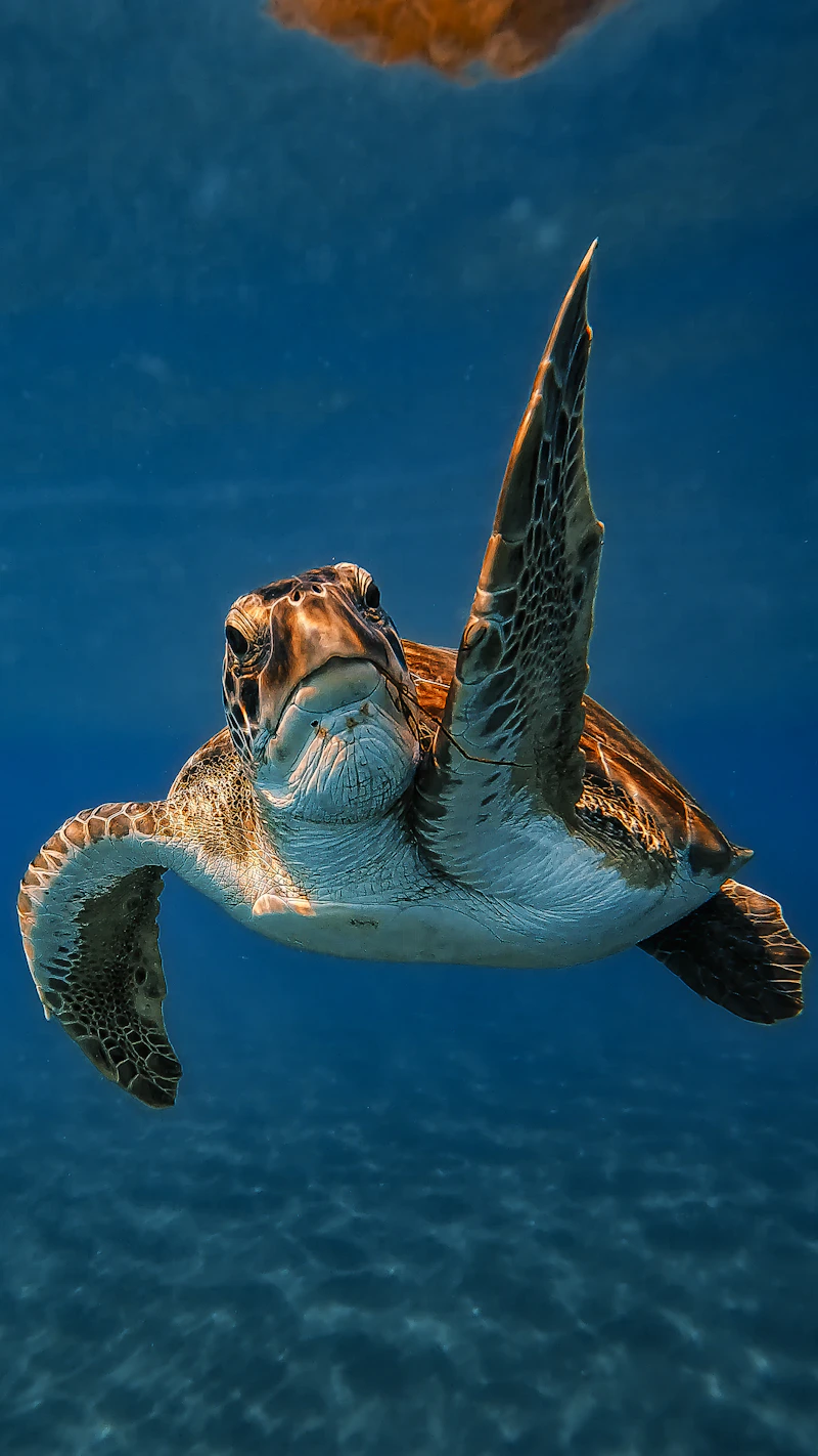 Leatherback Turtle (Dermochelys coriacea)