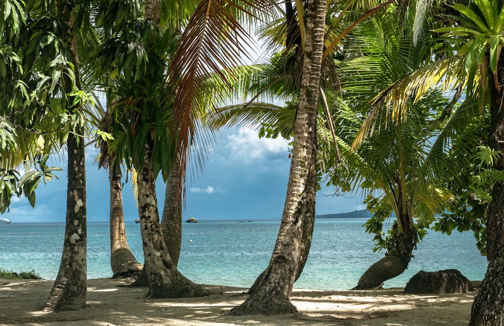 a sandy beach with palm trees and the ocean in the background