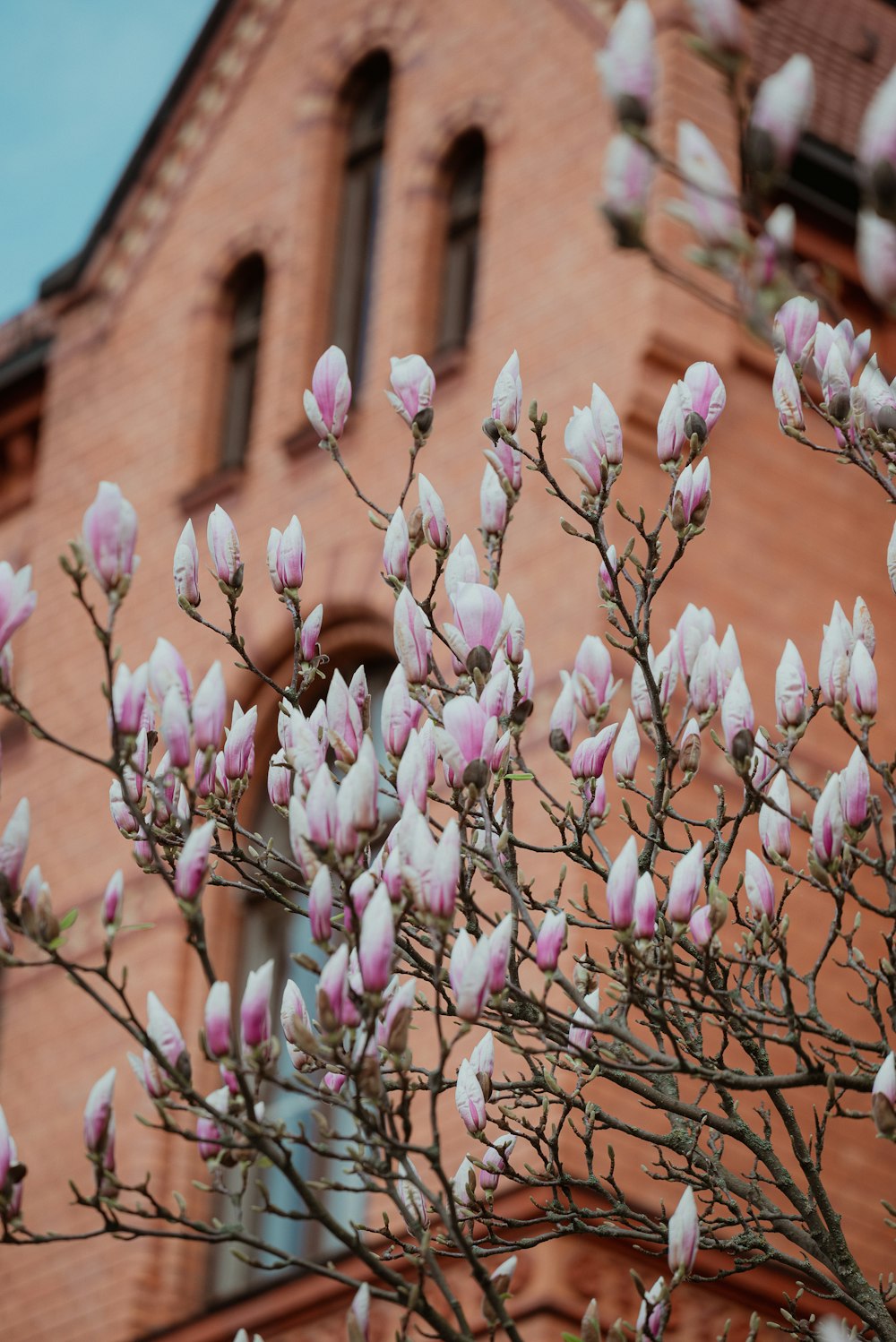 uma árvore com flores cor-de-rosa na frente de um edifício