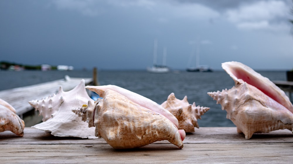 a group of sea shells sitting on top of a wooden pier