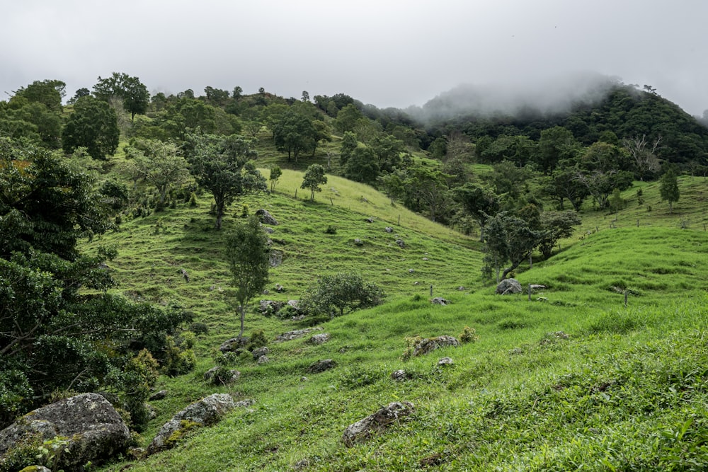 a lush green hillside covered in lots of trees