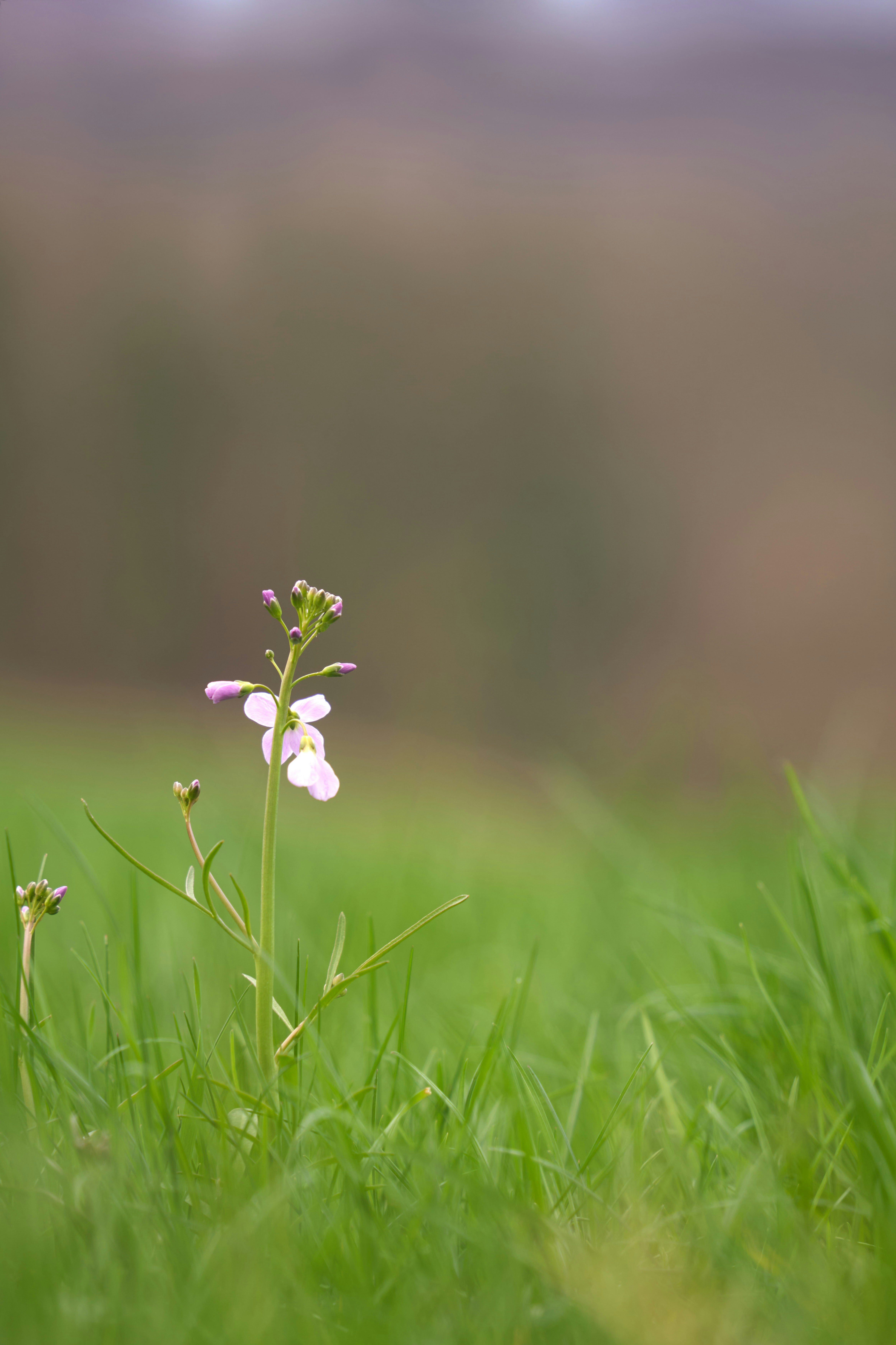 A small pink flower sitting on top of a lush green field photo – Free ...