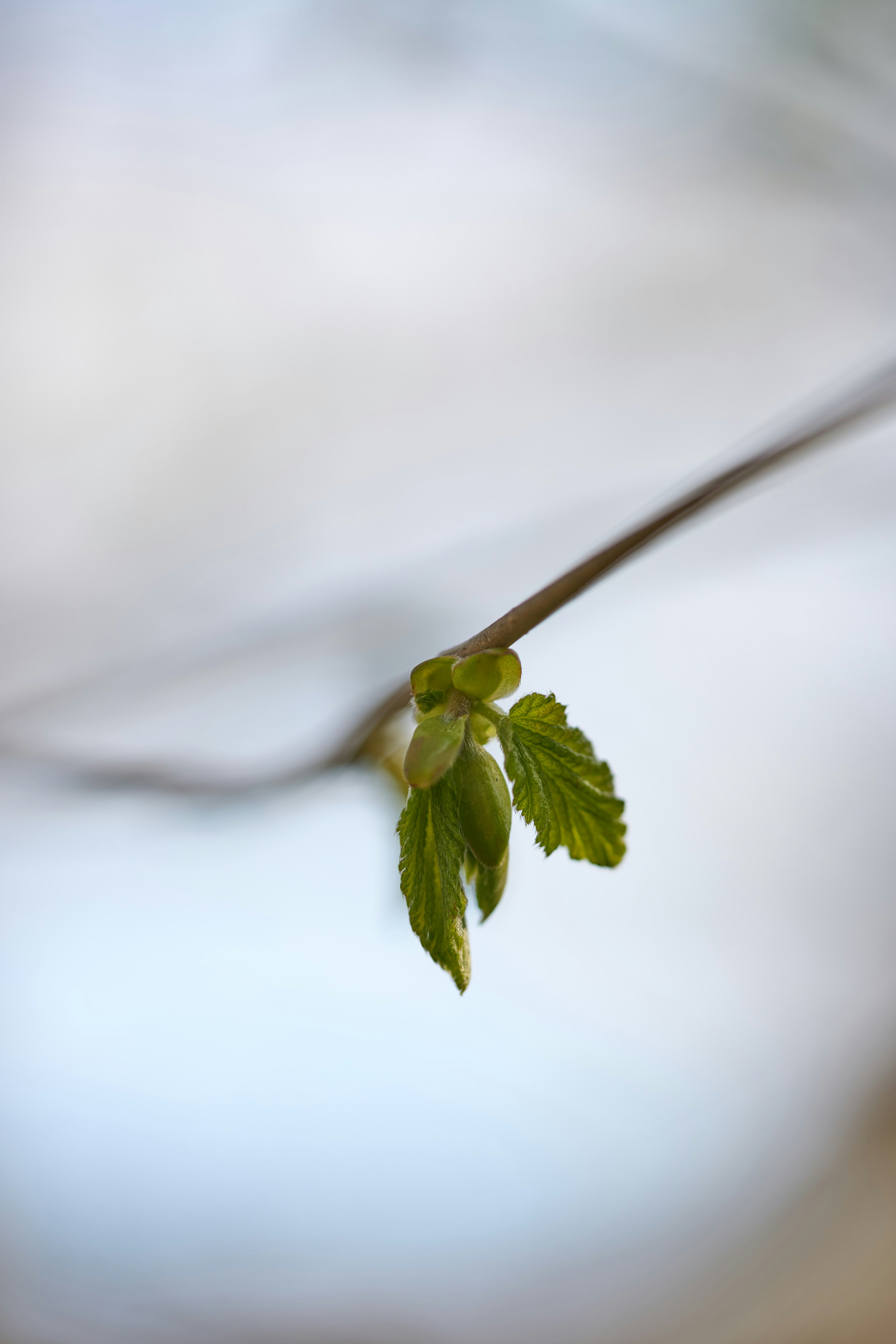 Photo by wolfgang_hasselmann