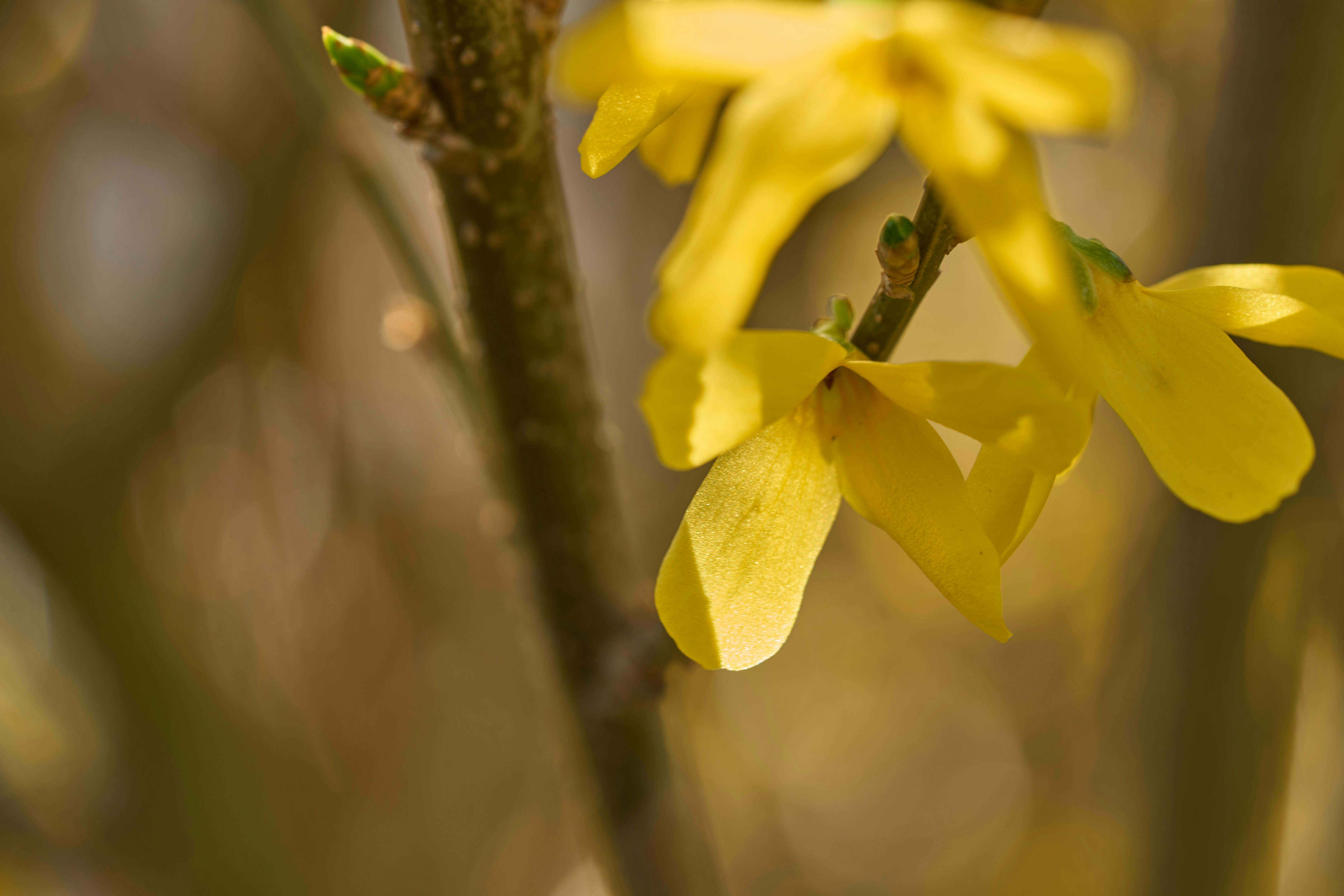 Photo by wolfgang_hasselmann