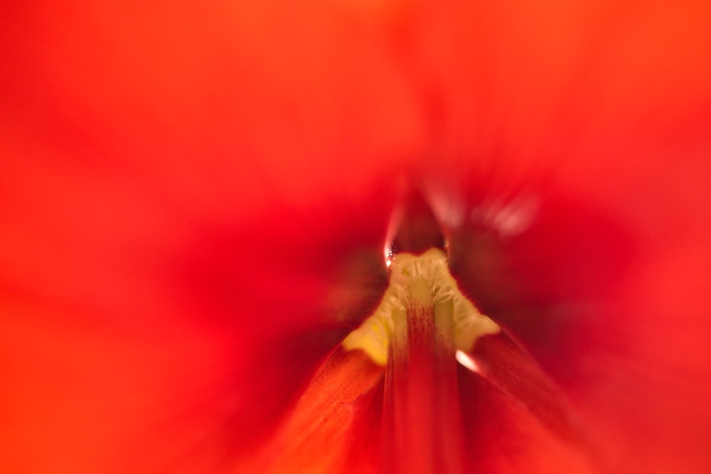 a close up view of a red flower