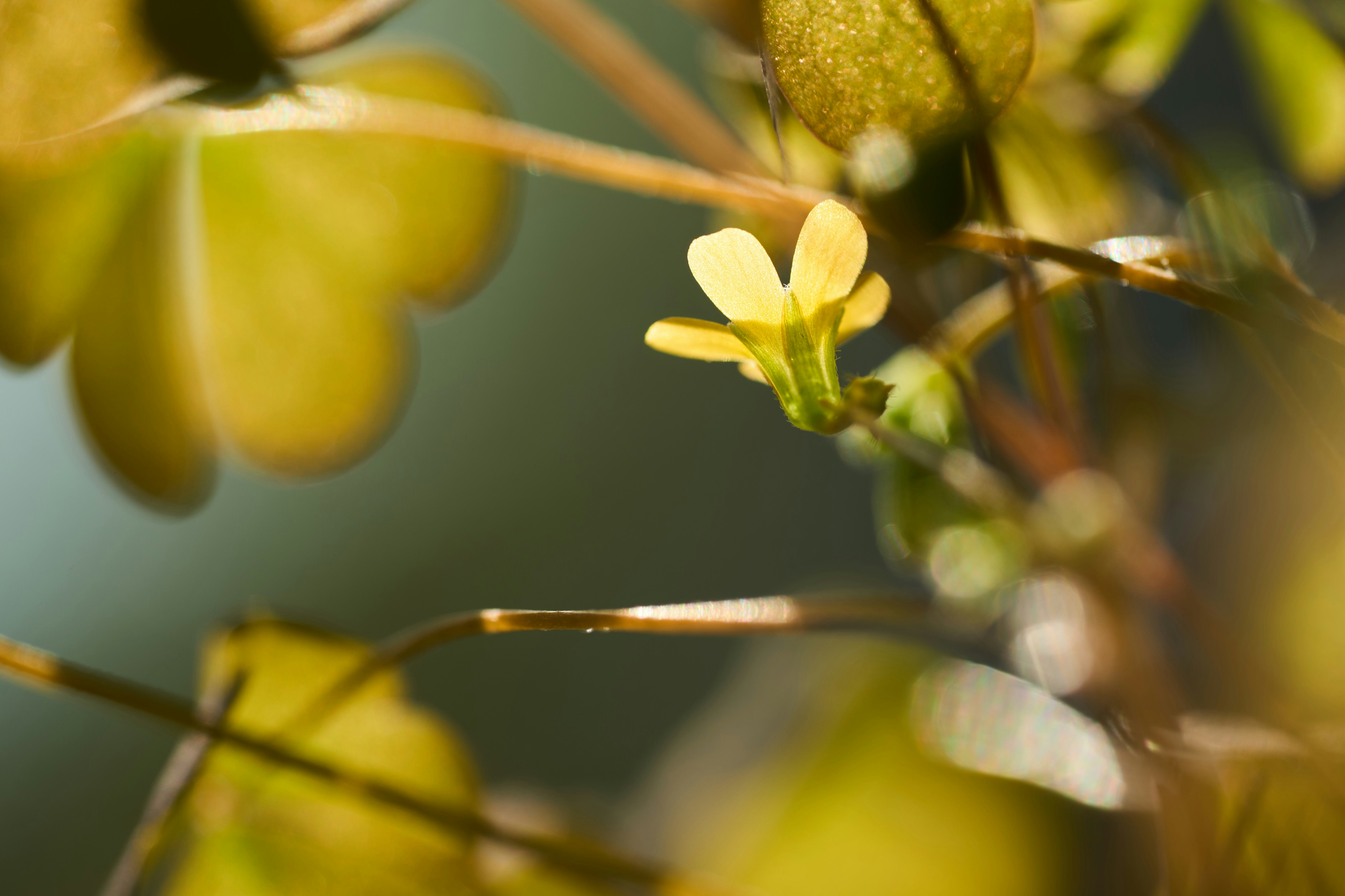 Photo by wolfgang_hasselmann