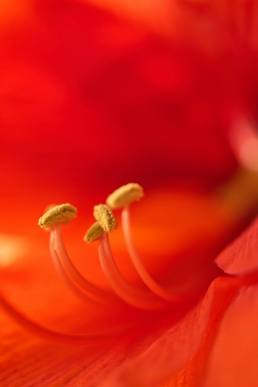 a close up of a red flower with yellow stamen