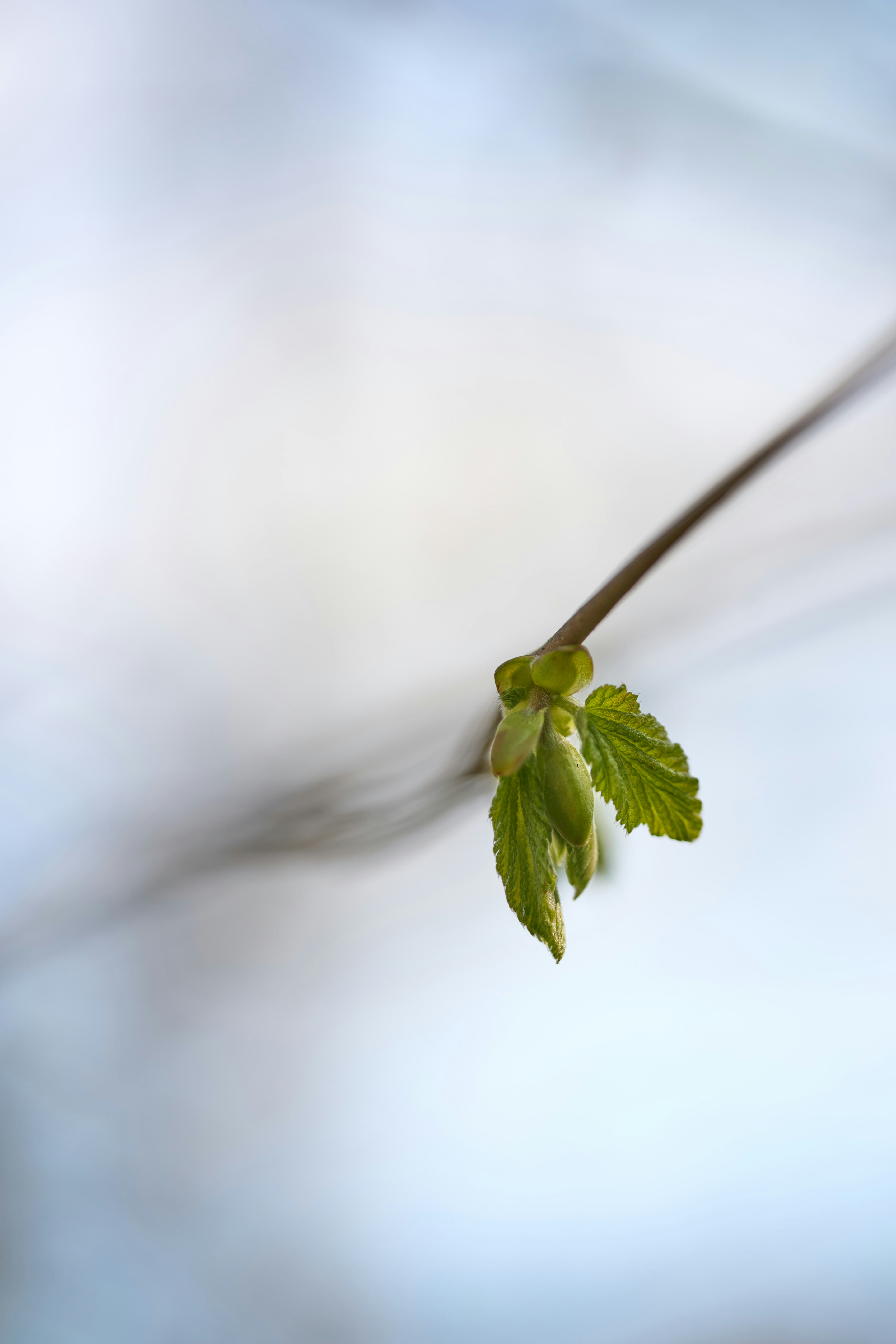 Photo by wolfgang_hasselmann