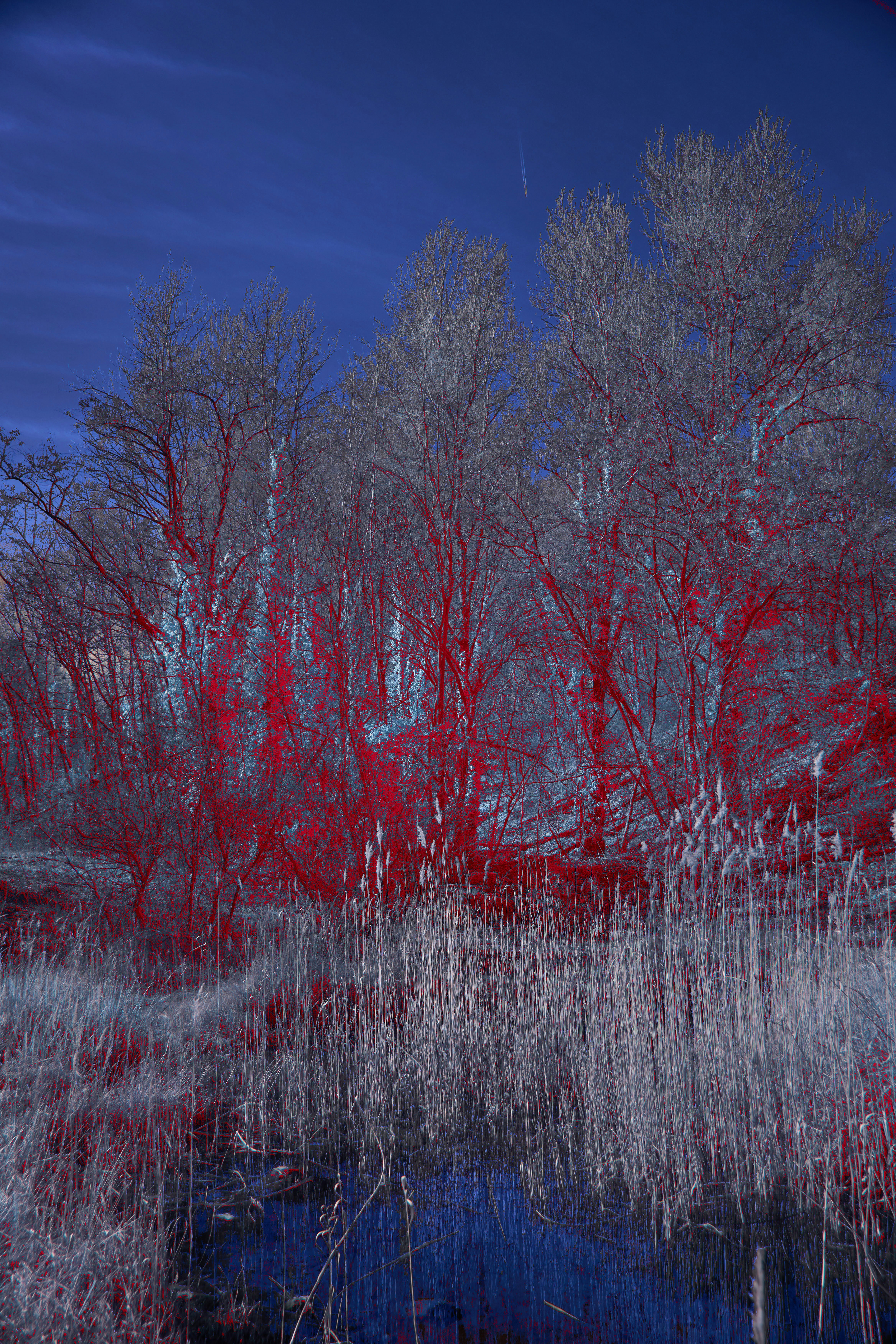 Photo by wolfgang_hasselmann