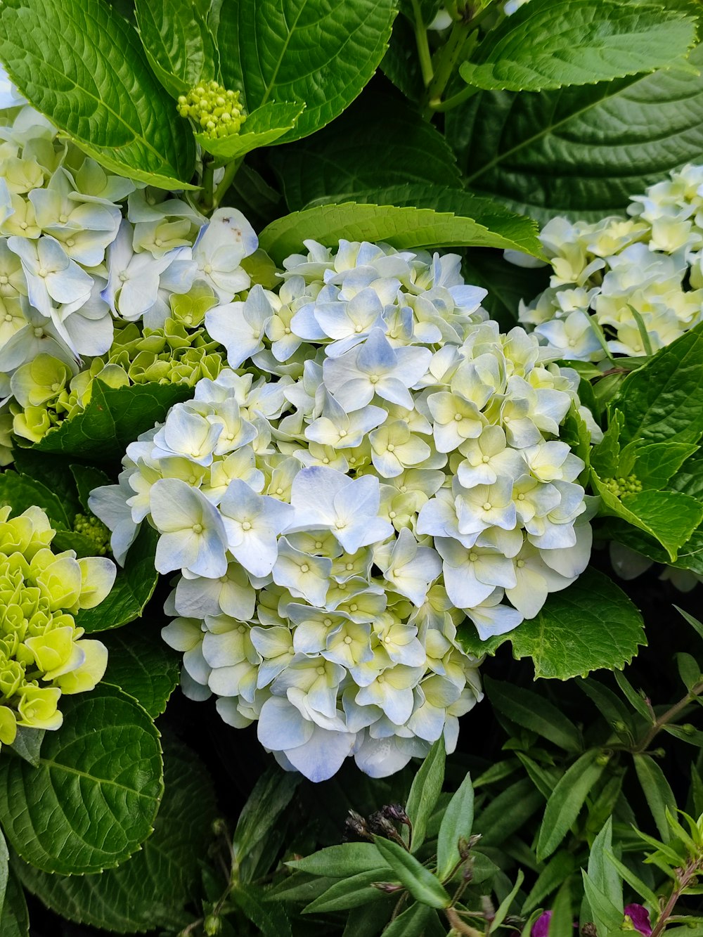a close up of a bunch of flowers with green leaves