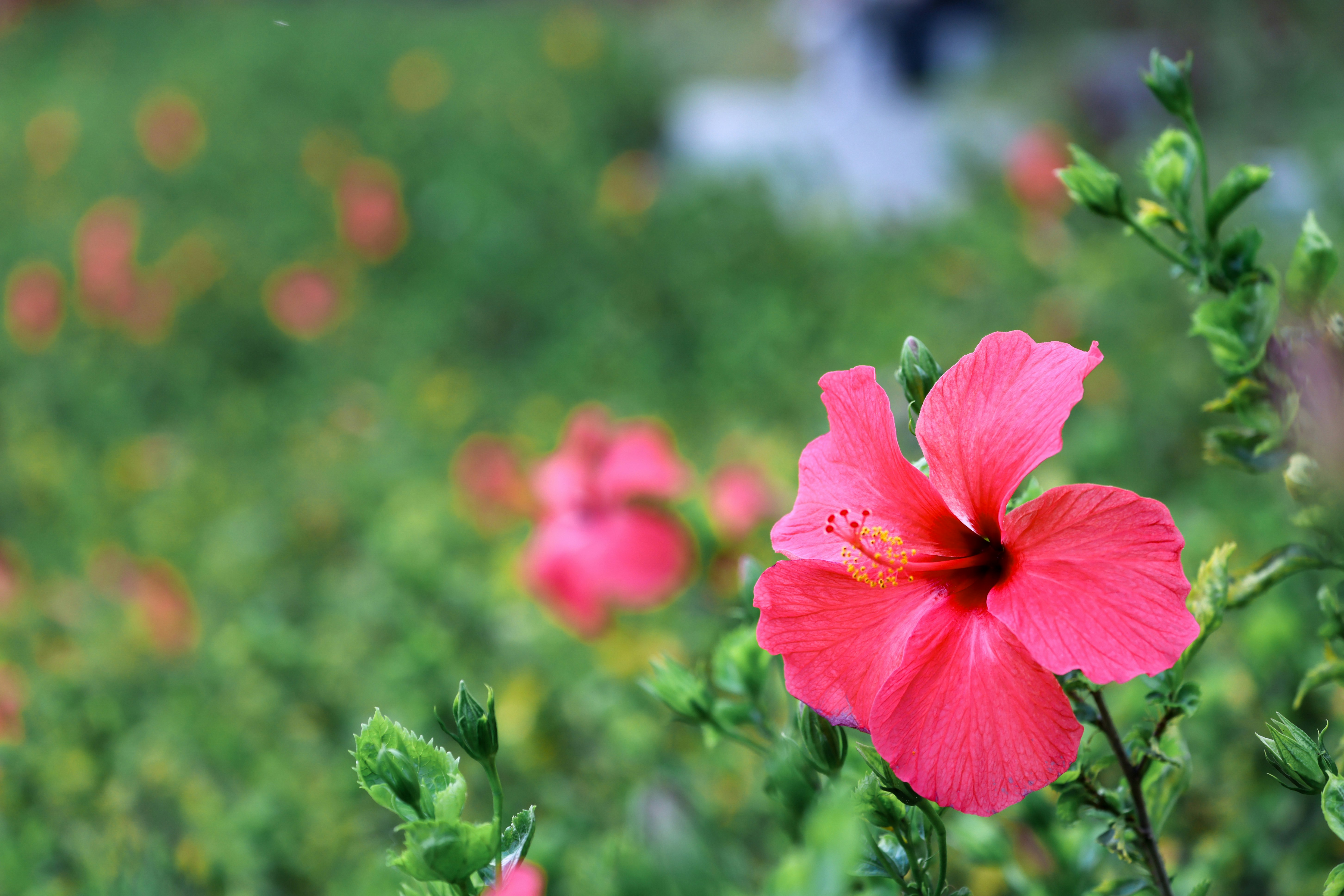 Photo by dickenslin76