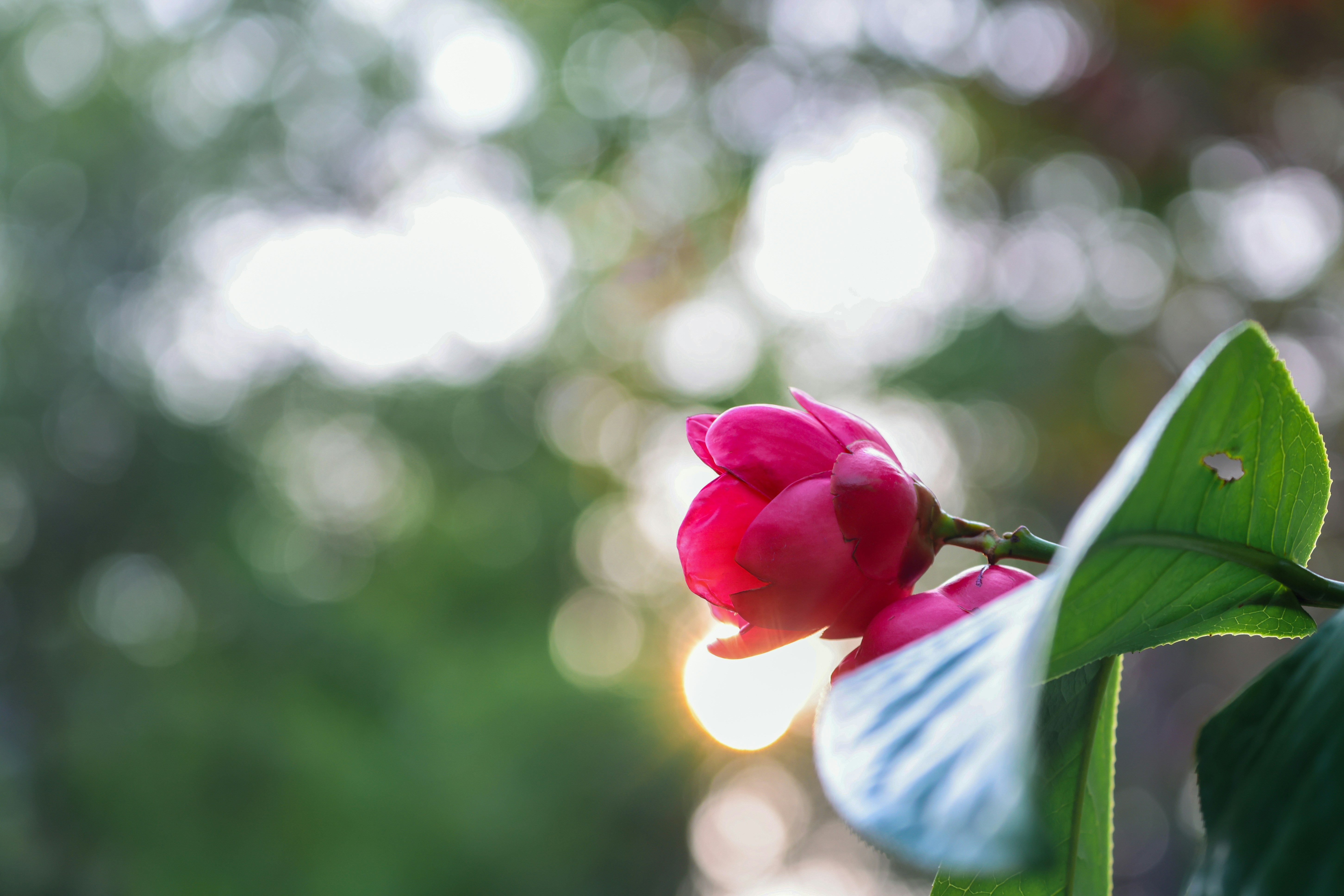 Photo by dickenslin76