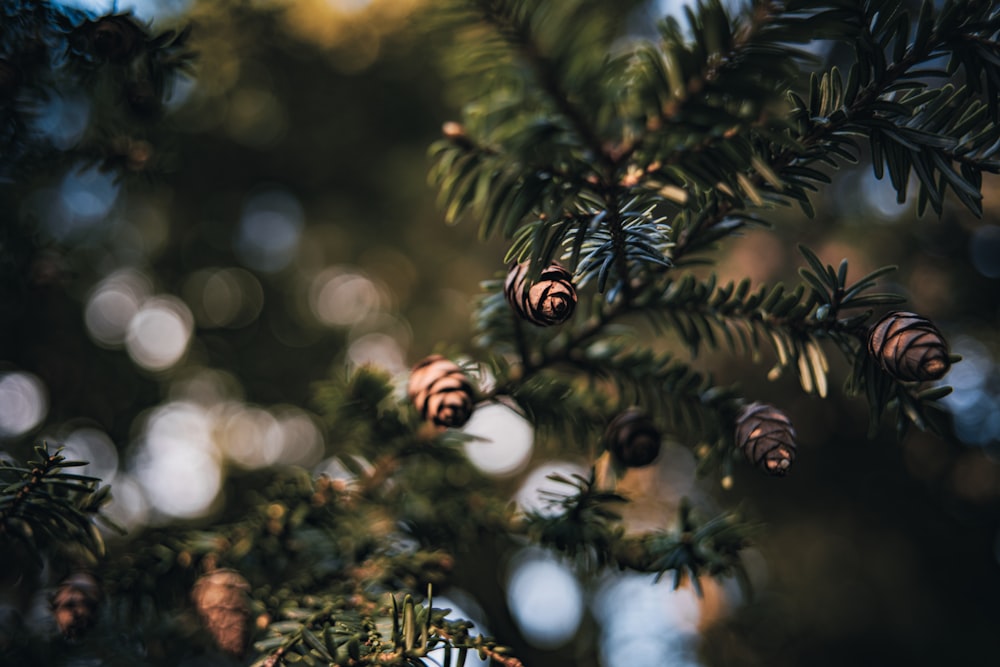 a close up of pine cones on a tree