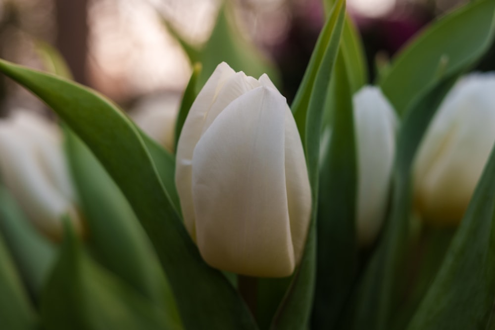 a close up of a bunch of white flowers