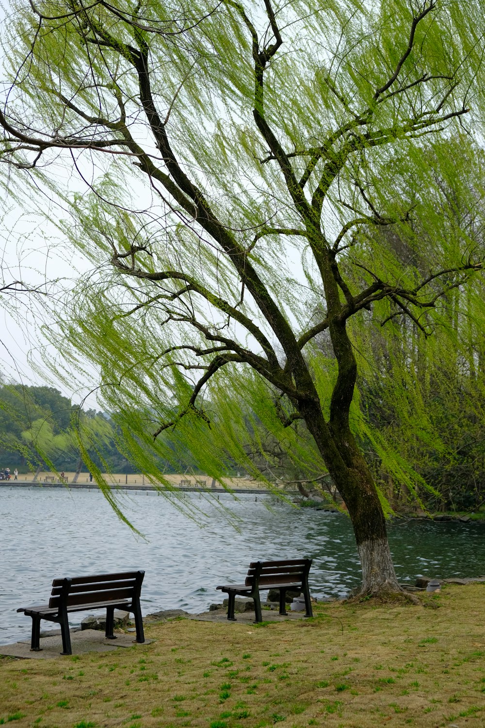 un par de bancos sentados junto a un árbol