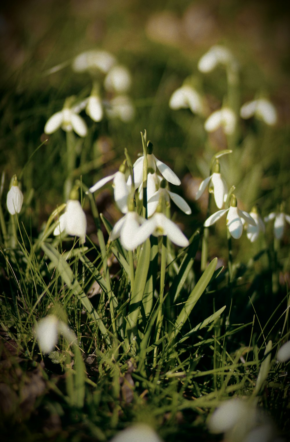 a bunch of white flowers that are in the grass