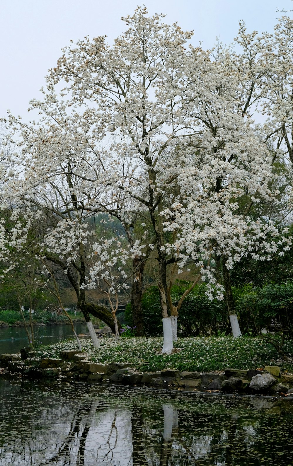 a tree with white flowers near a body of water