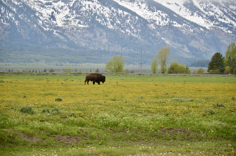 a bison is standing in a field with mountains in the background
