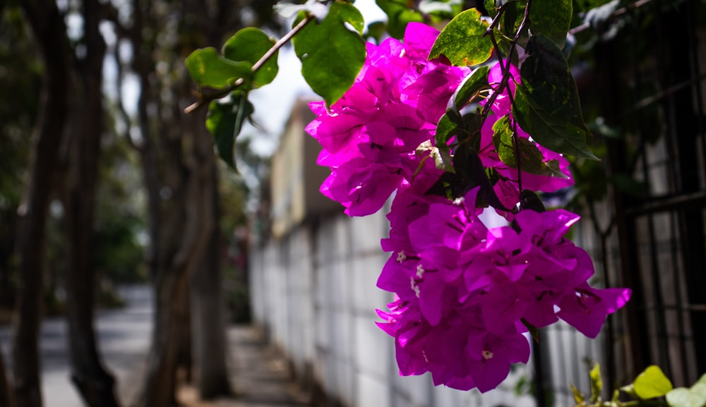 a bunch of purple flowers hanging from a tree