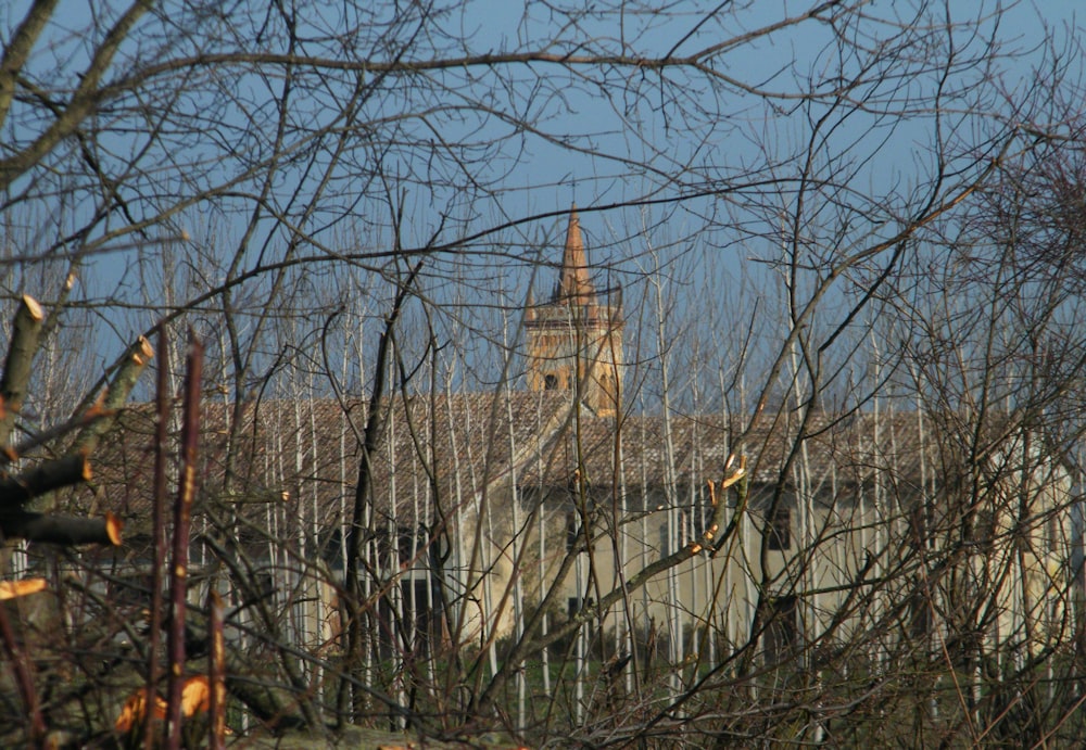 a clock tower seen through the branches of a tree
