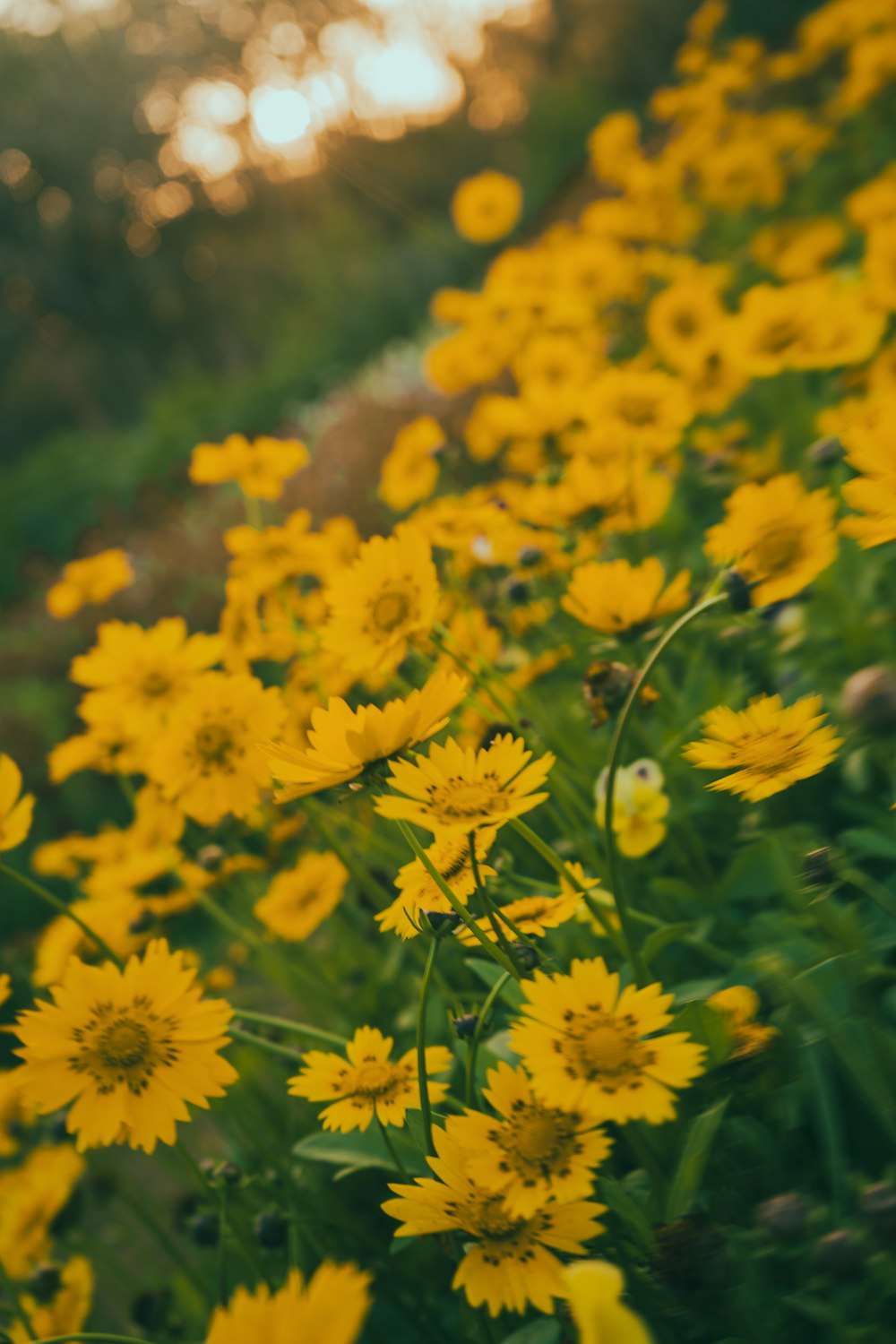 a field full of yellow flowers next to a forest