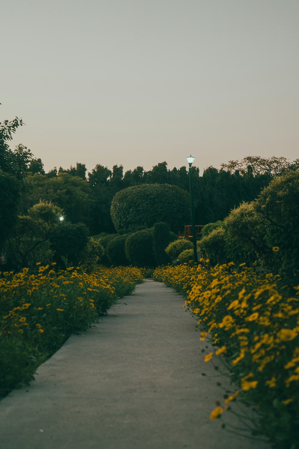 a path in a park lined with yellow flowers