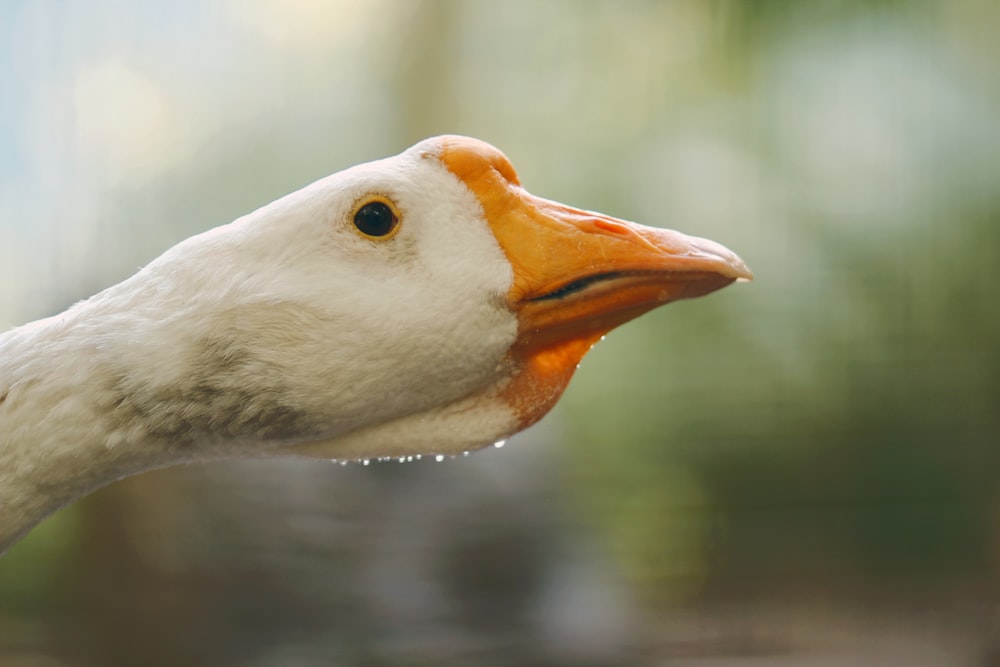 a close up of a duck's head with a blurry background
