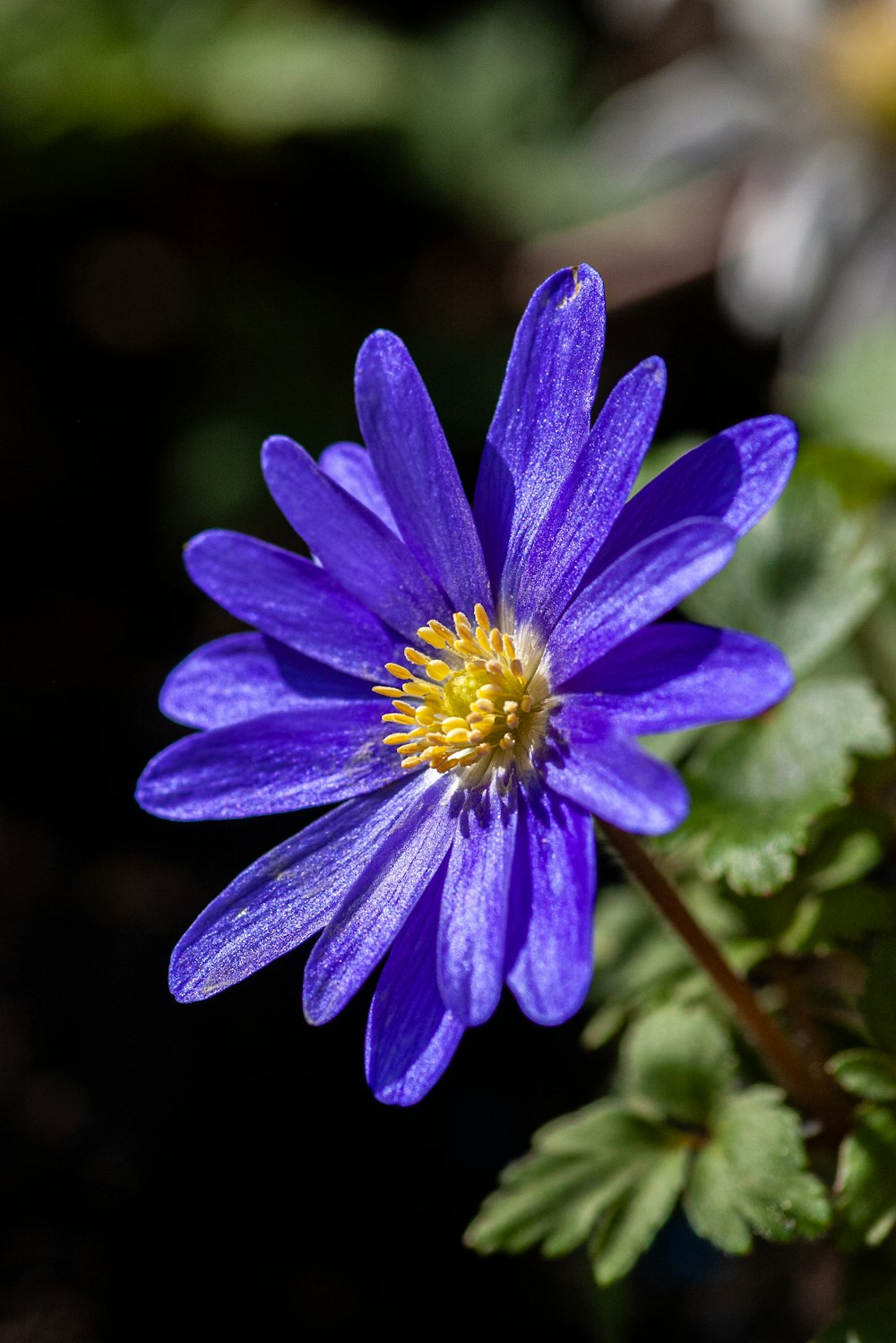 a close up of a purple flower with green leaves