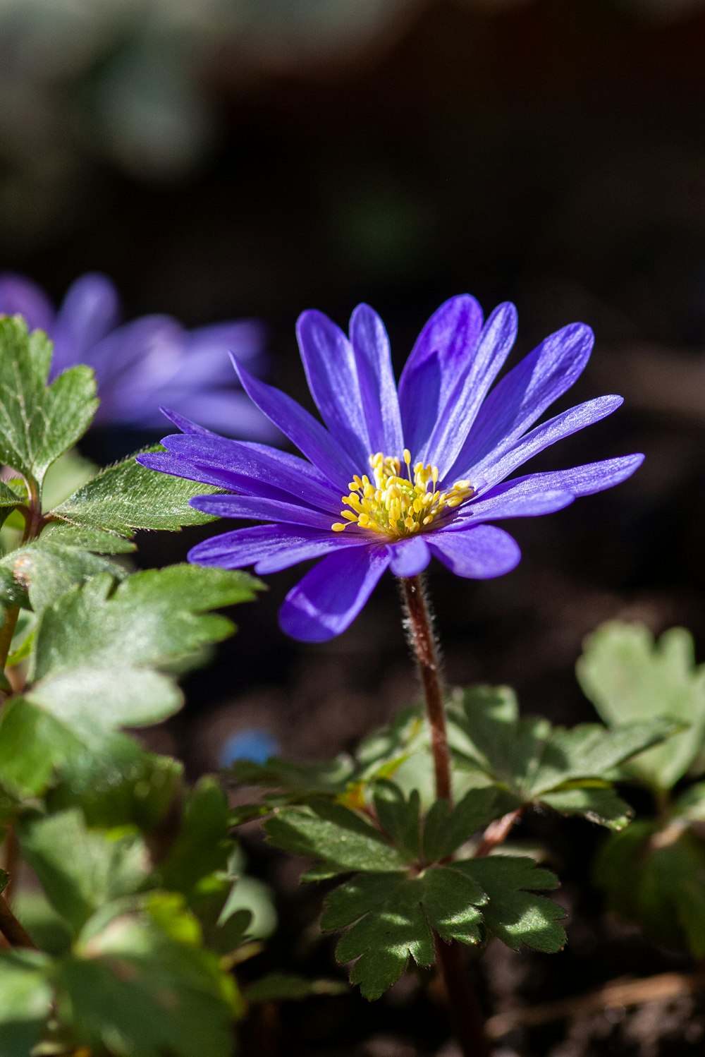 a close up of a purple flower with green leaves