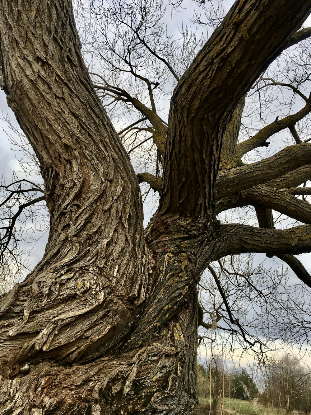 a large tree with no leaves on it