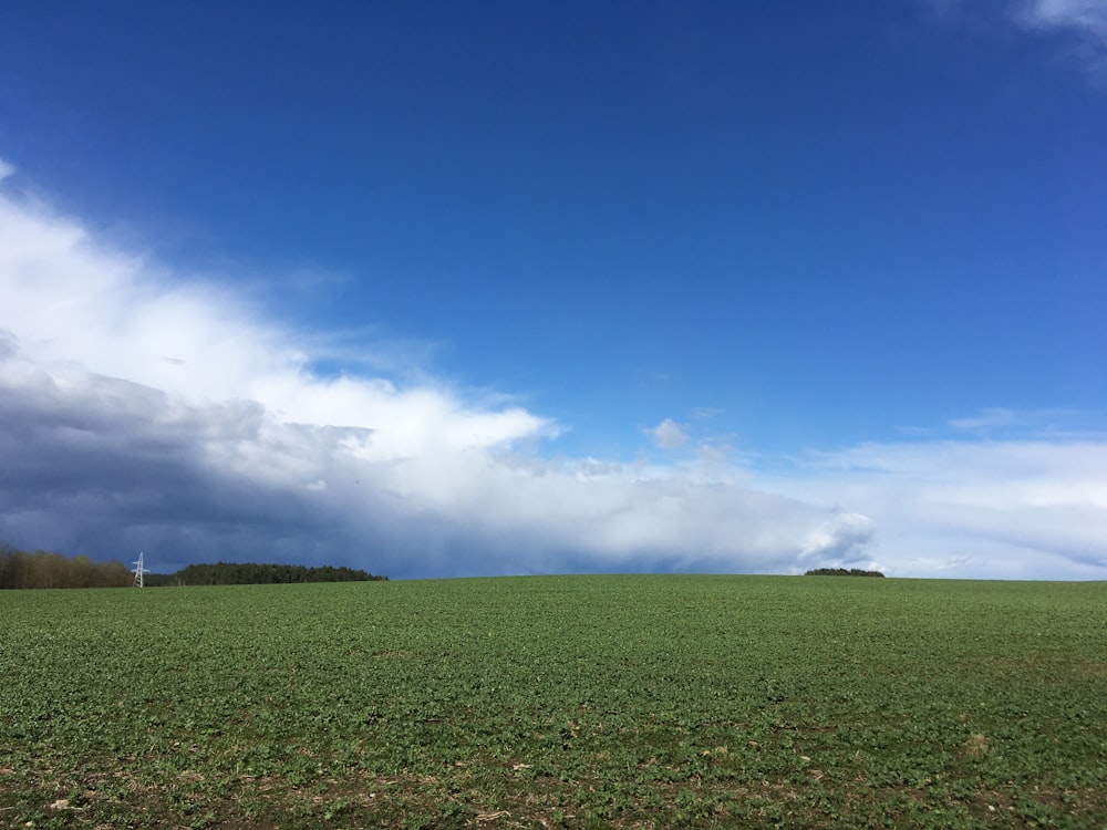 a green field with a blue sky in the background