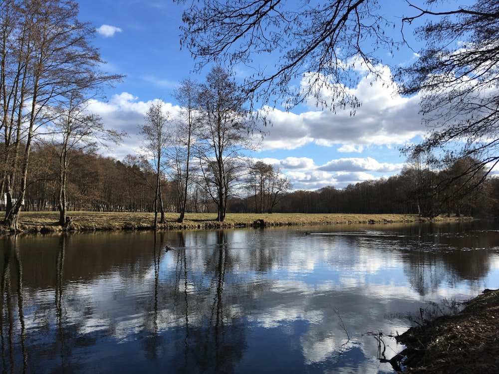 a body of water surrounded by trees and grass