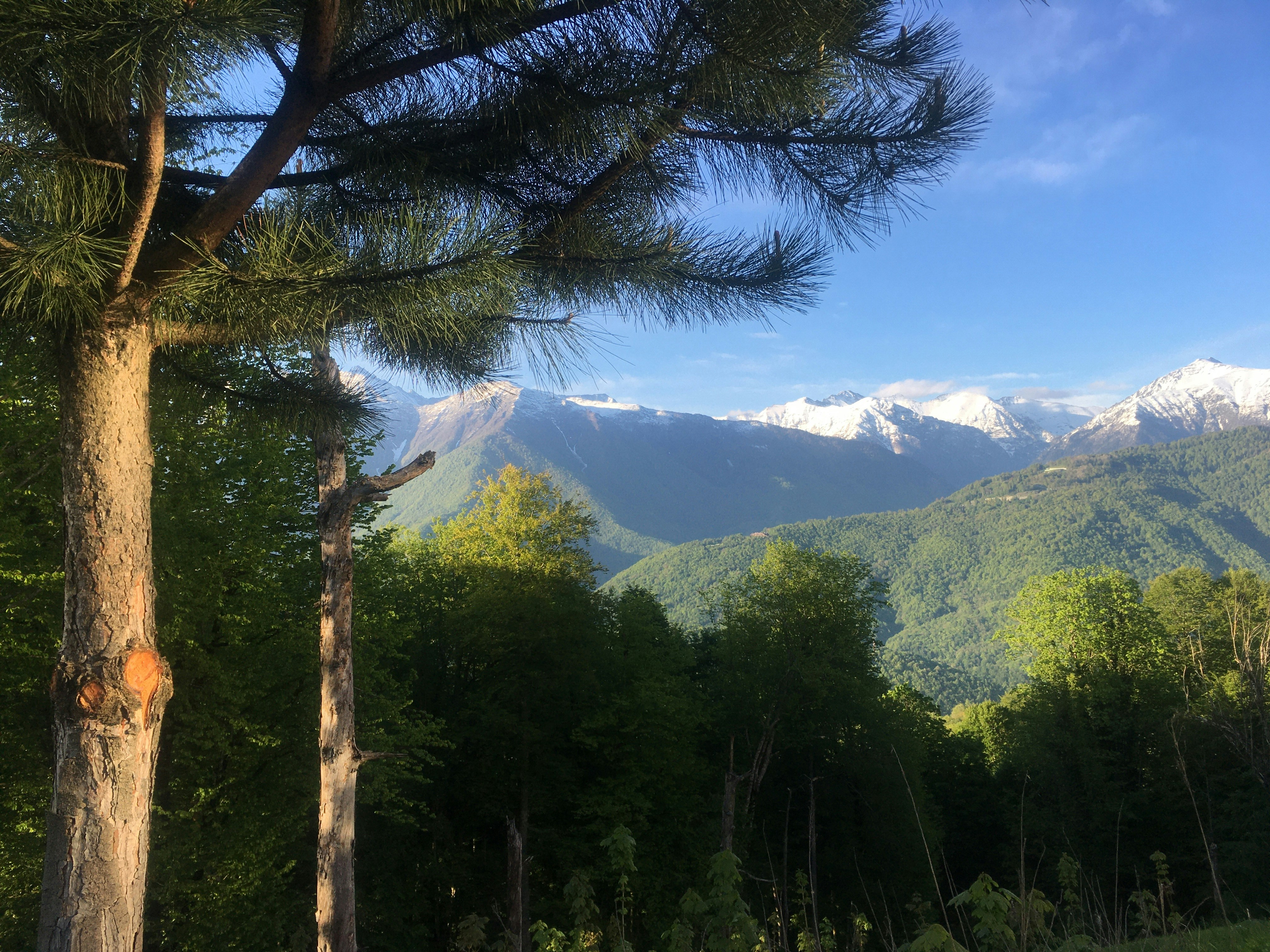 une vue d’une chaîne de montagnes depuis une zone boisée