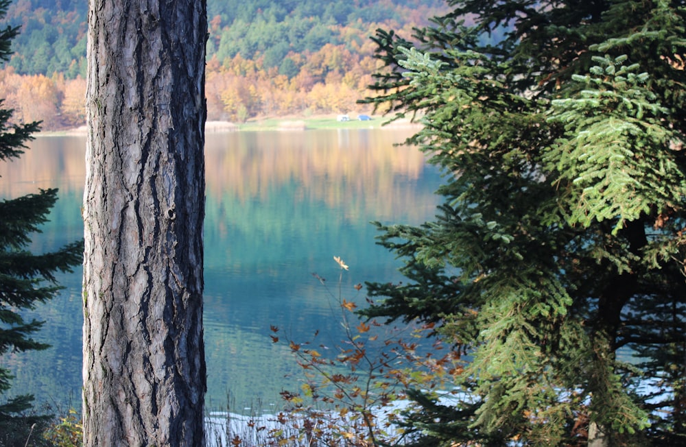 uma vista de um lago através de algumas árvores