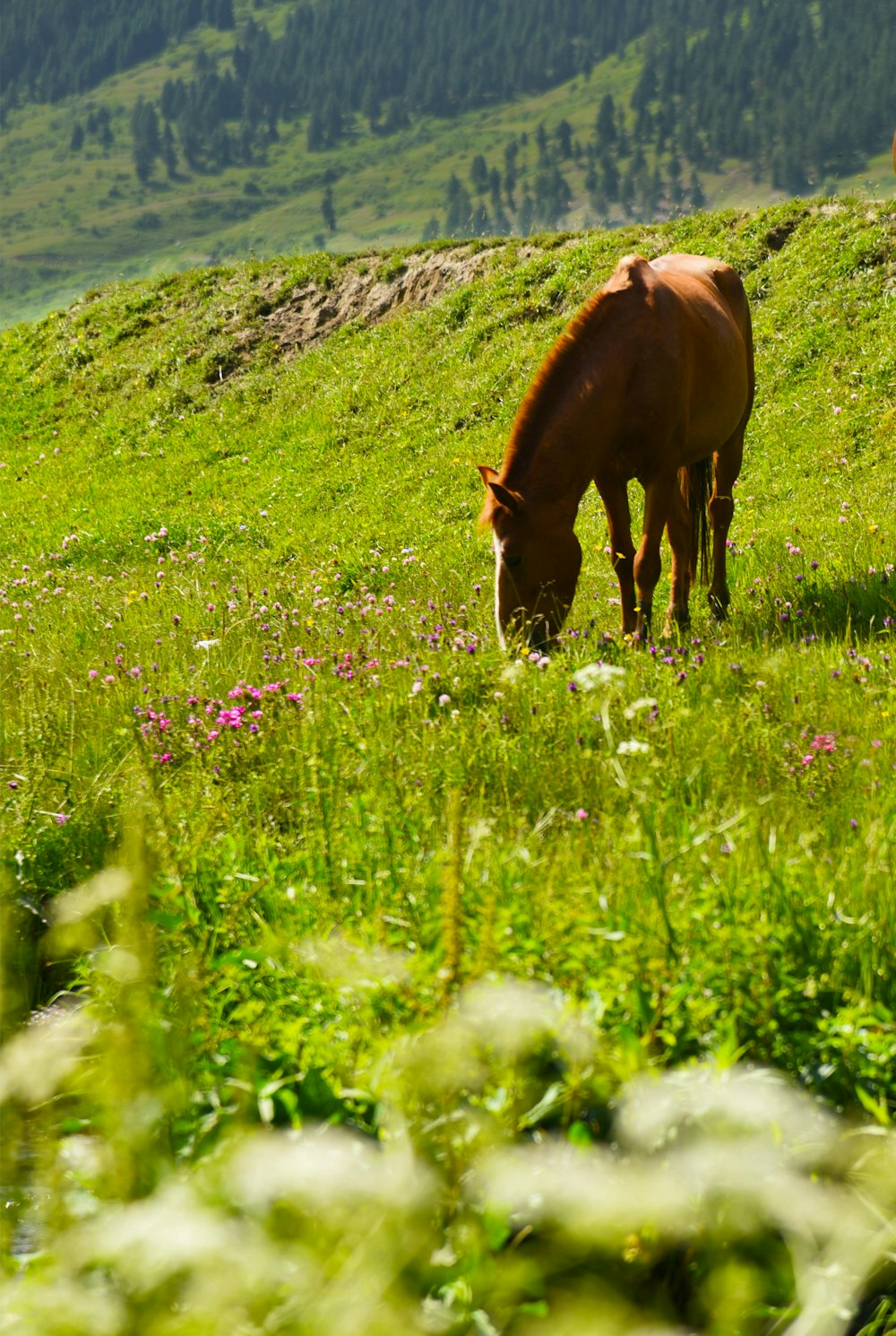 un caballo marrón pastando en una exuberante ladera verde
