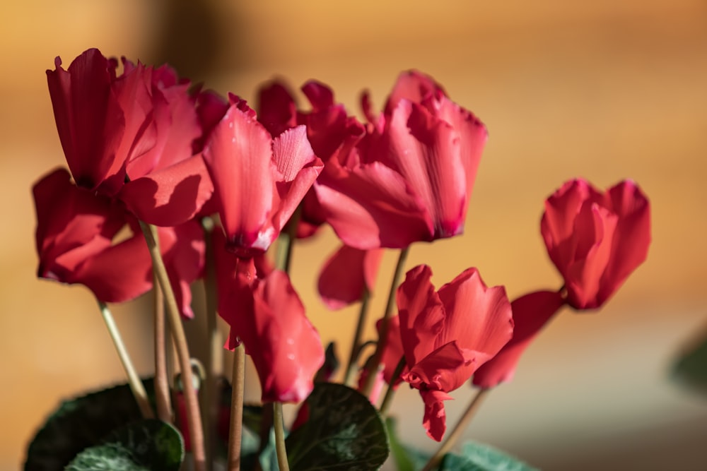 un vase rempli de fleurs roses sur le dessus d’une table