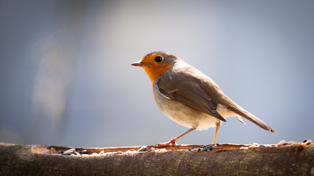 a small bird is standing on a branch