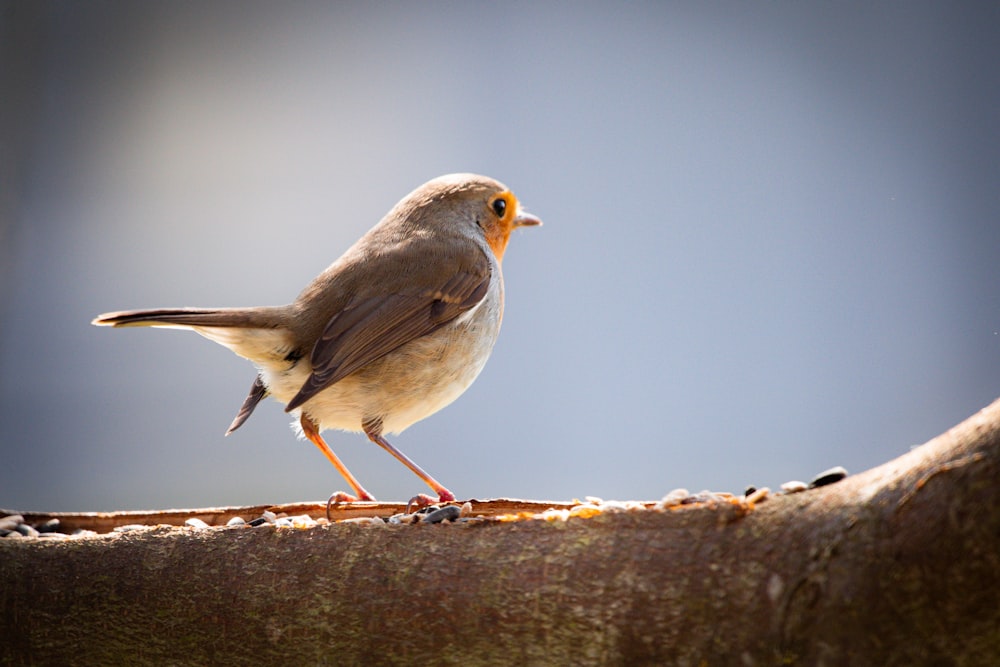 a small bird standing on top of a metal pipe