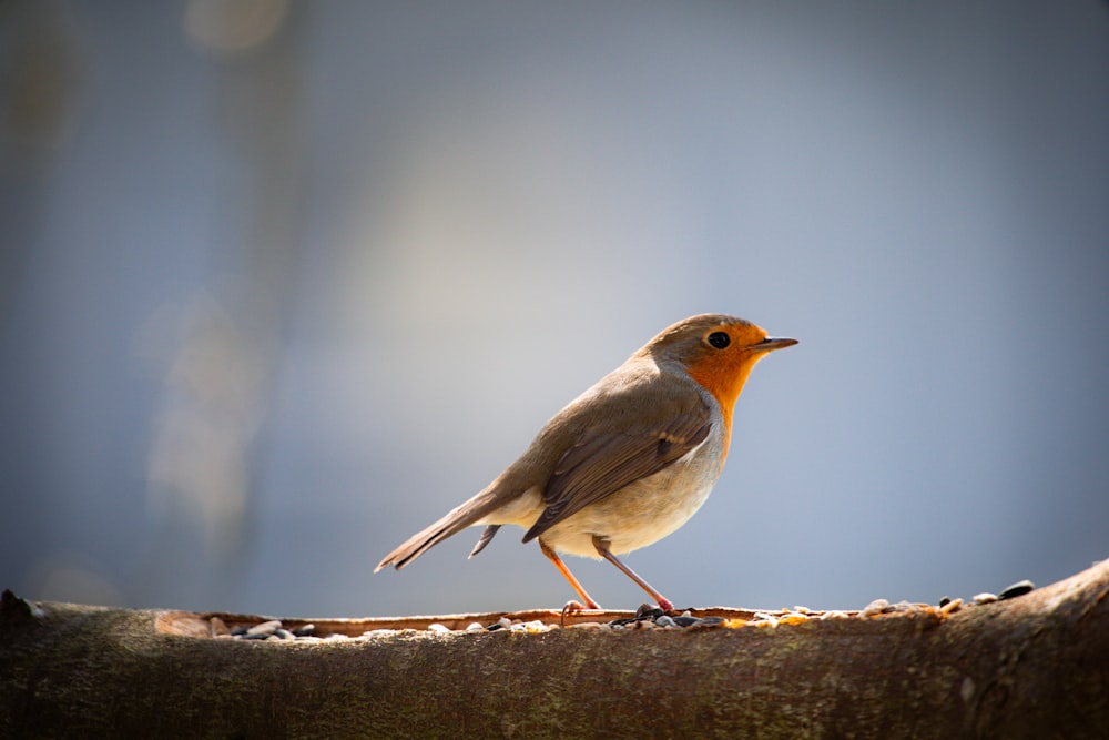 a small bird is standing on a branch