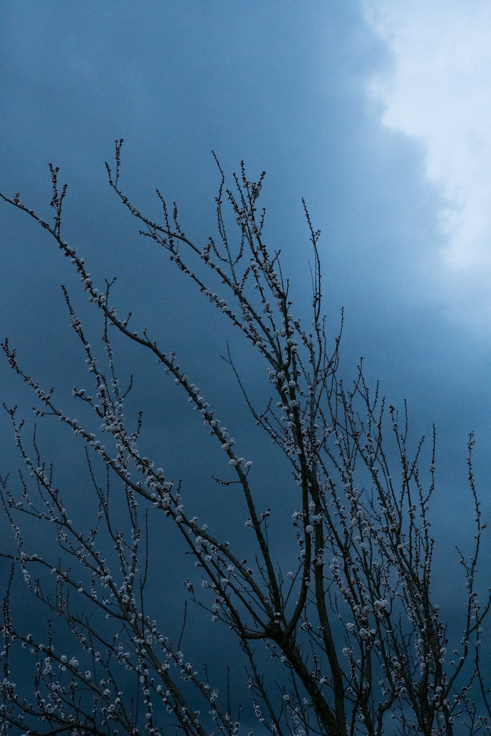 a tree with no leaves in front of a cloudy sky