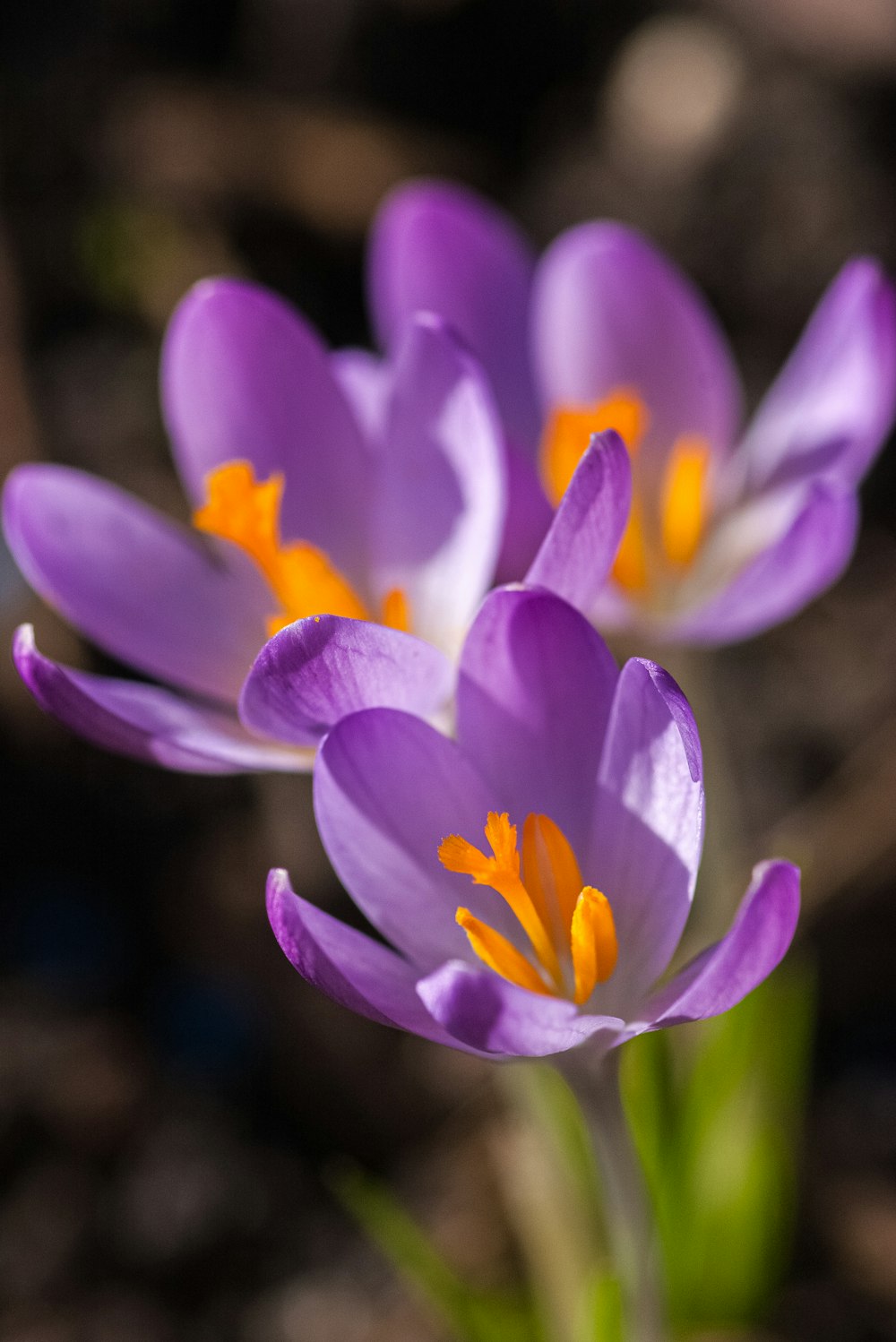 a close up of a purple flower with yellow stamen