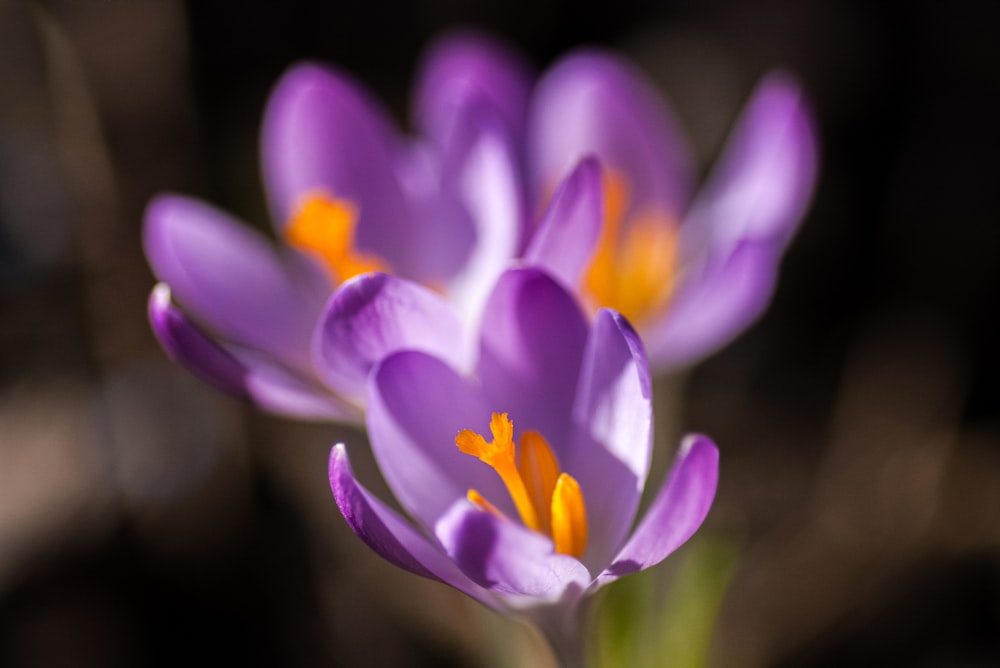 a close up of a purple flower with yellow stamen