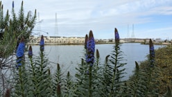 a body of water surrounded by trees and buildings