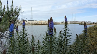 a body of water surrounded by trees and buildings