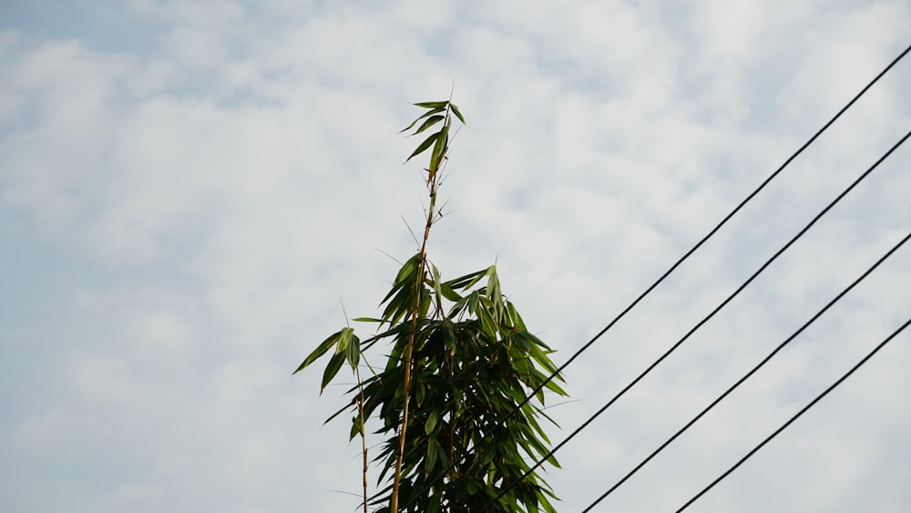 a tall bamboo tree sitting next to power lines